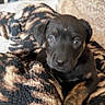 puppy, dog, black, brown, blanket, patterned_blanket, indoor, pet, cute, young, fur, animal, cozy, resting, looking, small, soft, comfort, closeup, adorable