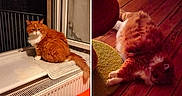 Garfielde participe au concours pour gagner de l'argent avec cette photo : cat, orange_cat, white_cat, fluffy_cat, indoor, windowsill, window, tile_floor, wood_floor, radiator, decor, sleeping_cat, resting_cat, pet, home, cozy, feline, collage, animal, relaxing