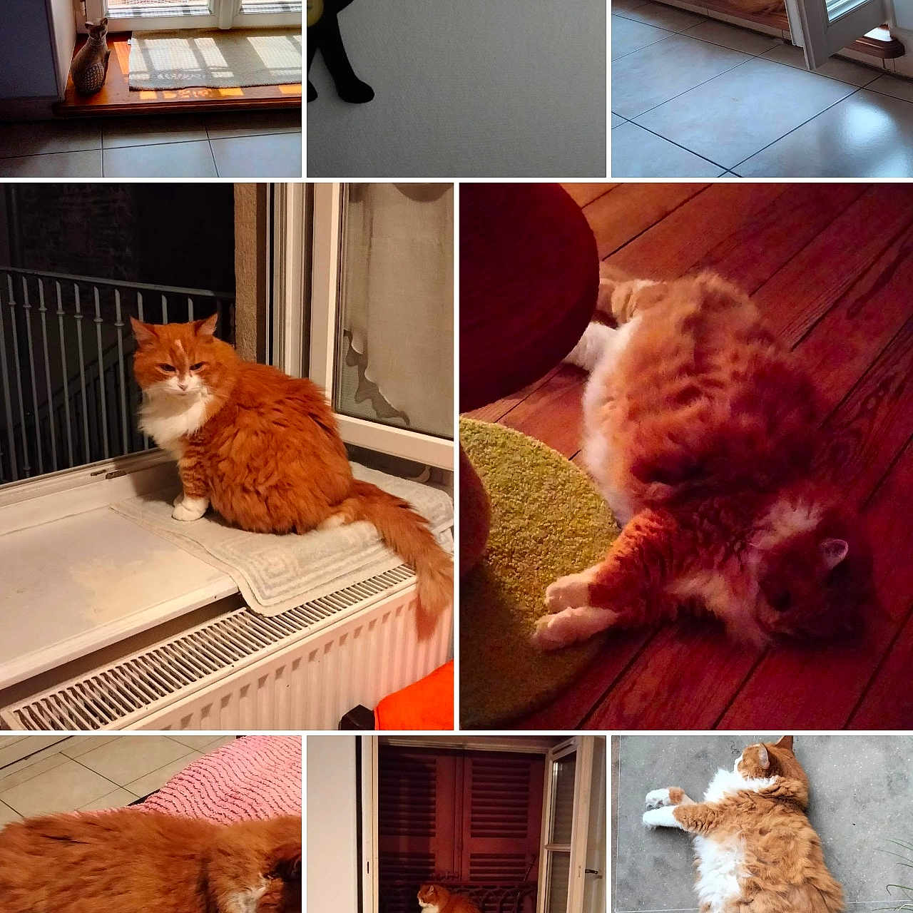 Garfielde participe au concours pour gagner de l'argent avec cette photo : cat, orange_cat, white_cat, fluffy_cat, indoor, windowsill, window, tile_floor, wood_floor, radiator, decor, sleeping_cat, resting_cat, pet, home, cozy, feline, collage, animal, relaxing