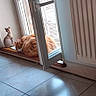 Garfielde participe au concours pour gagner de l'argent avec cette photo : cat, orange_cat, sleeping, wooden_ledge, open_door, decorative_figurine, cat_figurine, indoor, radiator, tile_floor, purple_mat, natural_light, cozy, resting, pet, home_interior, window, door, quiet, relaxation