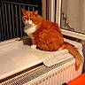 Garfielde participe au concours pour gagner de l'argent avec cette photo : cat, orange_cat, white_cat, window, radiator, towel, indoor, night, furniture, chair, wooden_floor, curtain, pet, animal, cozy, domestic, resting, looking_outside, home, warm_lighting
