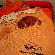 Garfielde participe au concours pour gagner de l'argent avec cette photo : cat, orange_cat, blanket, bed, sleeping, cozy, indoor, pillow, orange_blanket, text, fur, resting, home, comfort, animal, pet, striped_bedspread, soft, warm, relaxation