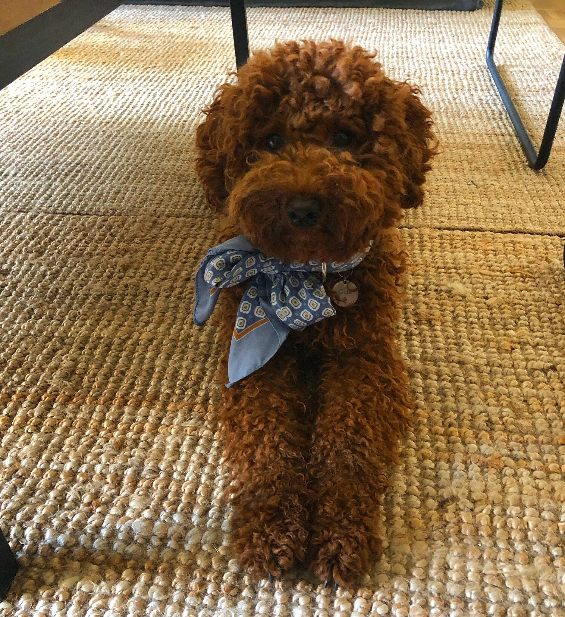 Gustave participe au concours pour gagner de l'argent avec cette photo : canidae, carnivore, companion_dog, dog, dog_breed, dog_supply, fawn, floor, flooring, fur, liver, pet_supply, poodle, snout, sporting_group, toy, toy_dog, water_dog, wood, working_animal