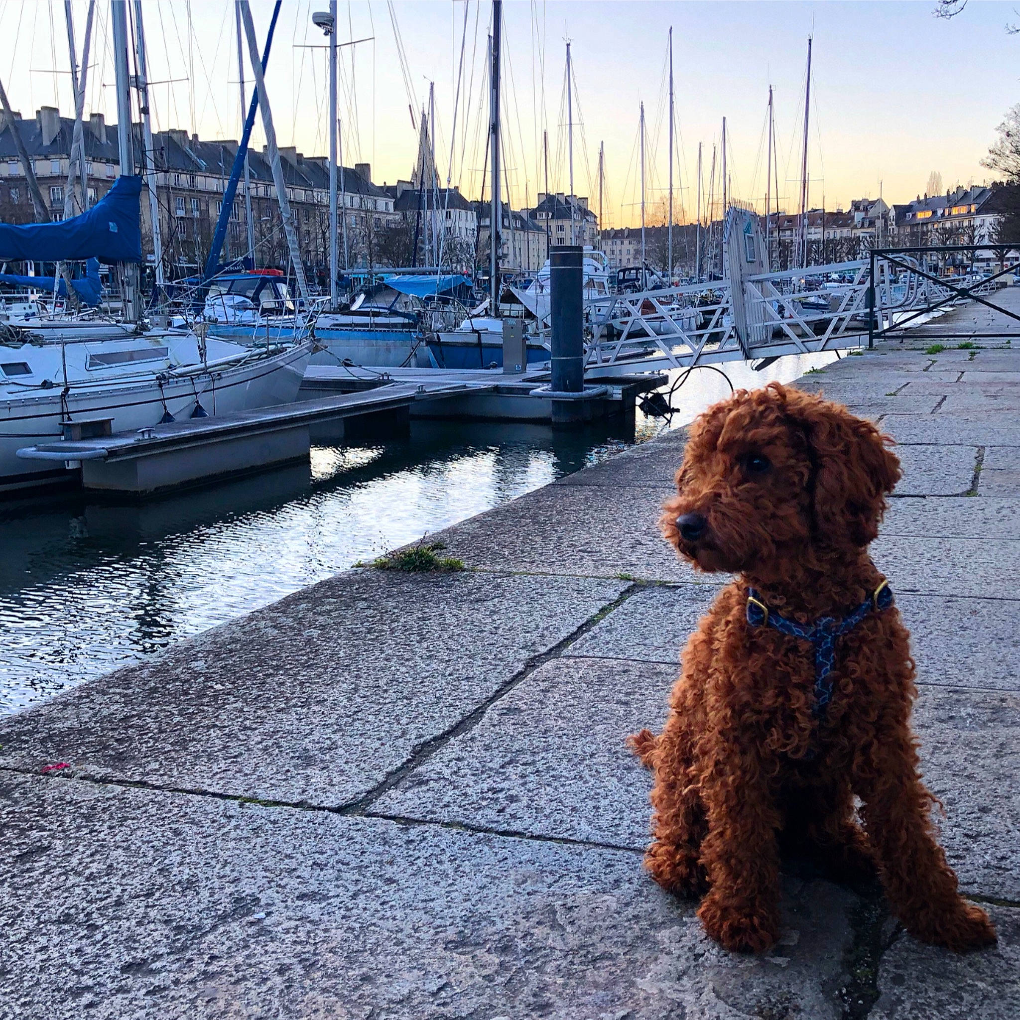 Gustave participe au concours pour gagner de l'argent avec cette photo : blue, boat, canidae, carnivore, companion_dog, dock, dog, dog_breed, fawn, horizon, mast, ocean, ship, sky, sporting_group, terrier, tree, water, water_dog, watercraft