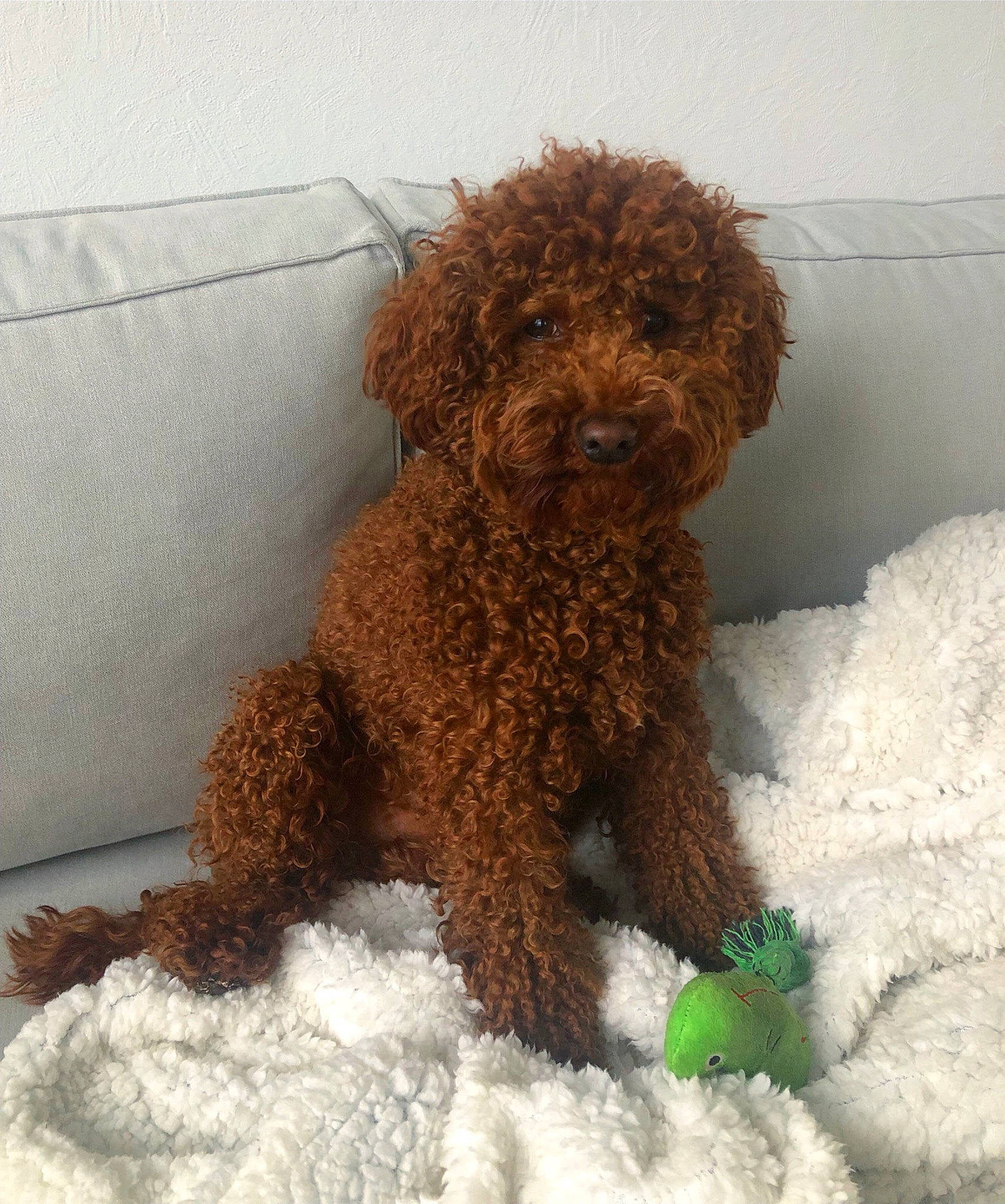 Gustave a rejoint le concours — aidez-le/la à gagner de superbes lots ! brown, canidae, carnivore, companion_dog, dog, dog_breed, dog_supply, fawn, labradoodle, liver, pet_supply, poodle, poodle_crossbreed, snout, sporting_group, terrier, toy, toy_dog, water_dog, working_animal