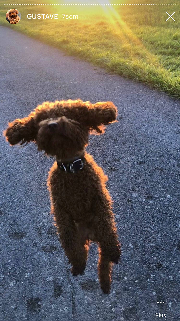 Gustave participe au concours pour gagner de l'argent avec cette photo : asphalt, carnivore, companion_dog, dog, dog_breed, fawn, grass, hat, orange, plant, poodle, road_surface, snout, soil, sporting_group, tail, tar, terrier, water_dog, working_animal