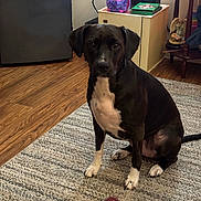 Luna Moon is registered to the contest to win money with this photo: dog, black_and_white, indoor, rug, toy, ball, furniture, cabinet, refrigerator, magnet, wood_floor, plush_toy, antlers, pet, floor, decor, animal, sitting, closeup, home