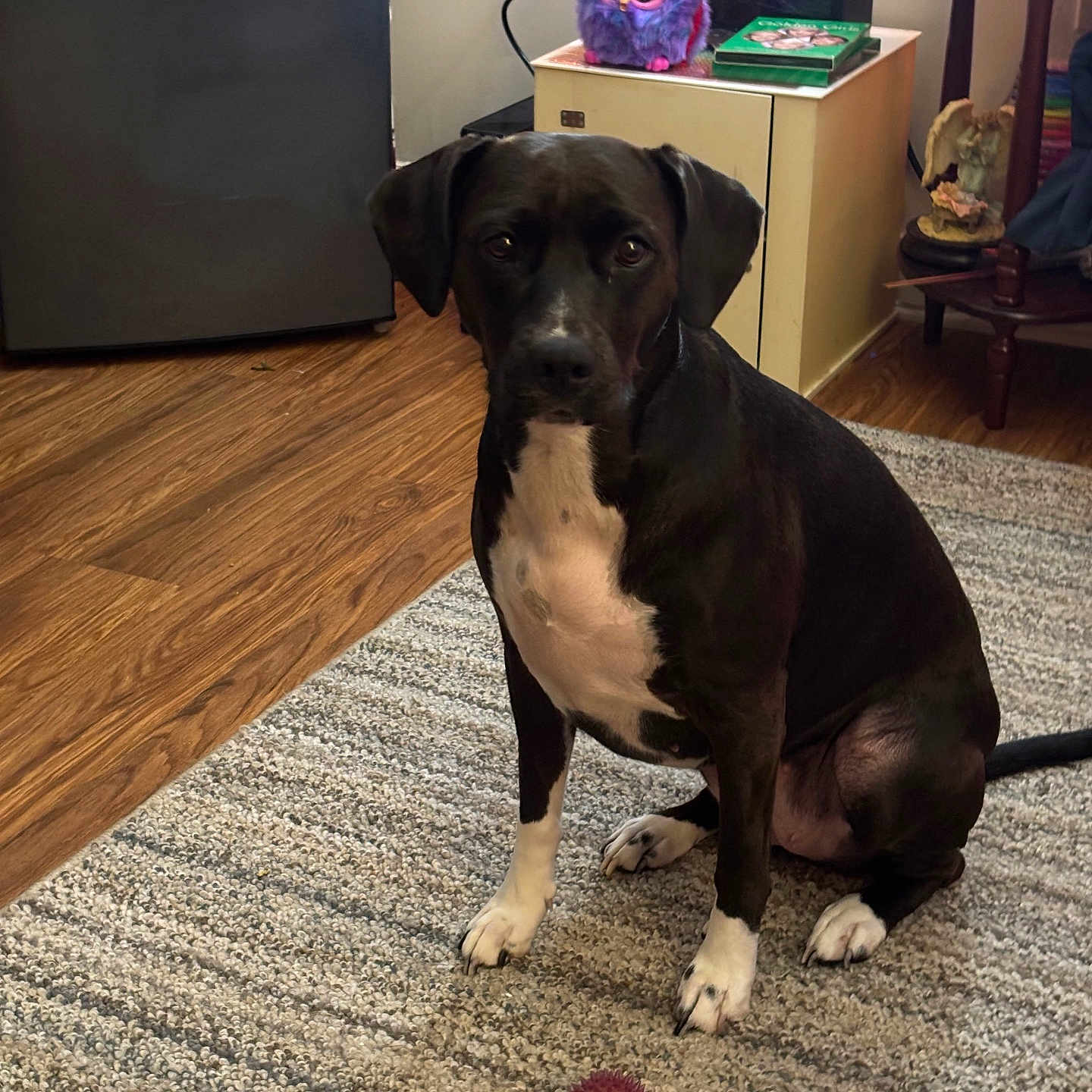 Luna Moon is registered to the contest to win money with this photo: dog, black_and_white, indoor, rug, toy, ball, furniture, cabinet, refrigerator, magnet, wood_floor, plush_toy, antlers, pet, floor, decor, animal, sitting, closeup, home
