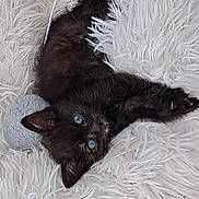 Blue participe au concours pour gagner de l'argent avec cette photo : kitten, cat, black_cat, blue_eyes, fluffy, fur, animal, pet, adorable, cute, lying_down, upside_down, relaxed, playful, indoor, blanket, white_blanket, close_up, portrait, cozy