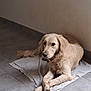 dog, golden_retriever, lying_down, towel, indoor, floor, tile, muddy_paws, resting, pet, animal, canine, fur, light_brown, quiet, calm, companion, house, relaxing, portrait