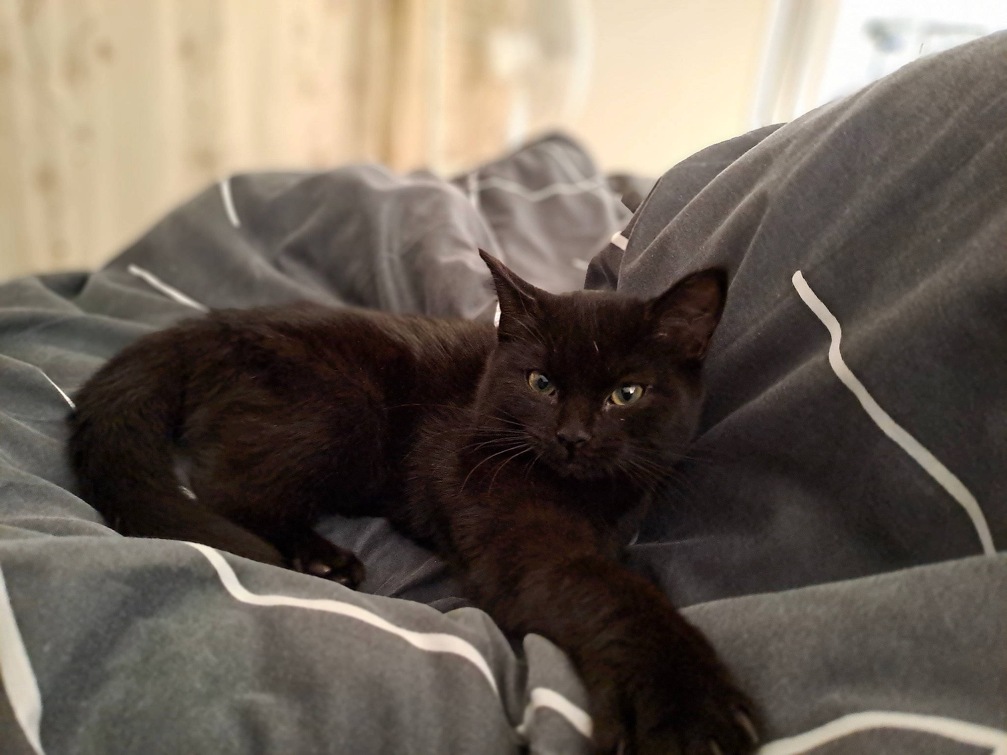 Kali a rejoint le concours — aidez-le/la à gagner de superbes lots ! bed, black_cat, bombay, brown, carnivore, cat, cat_supply, claw, comfort, domestic_short_haired_cat, felidae, fur, grey, havana_brown, linens, nap, sitting, small_to_medium_sized_cats, tail, whiskers