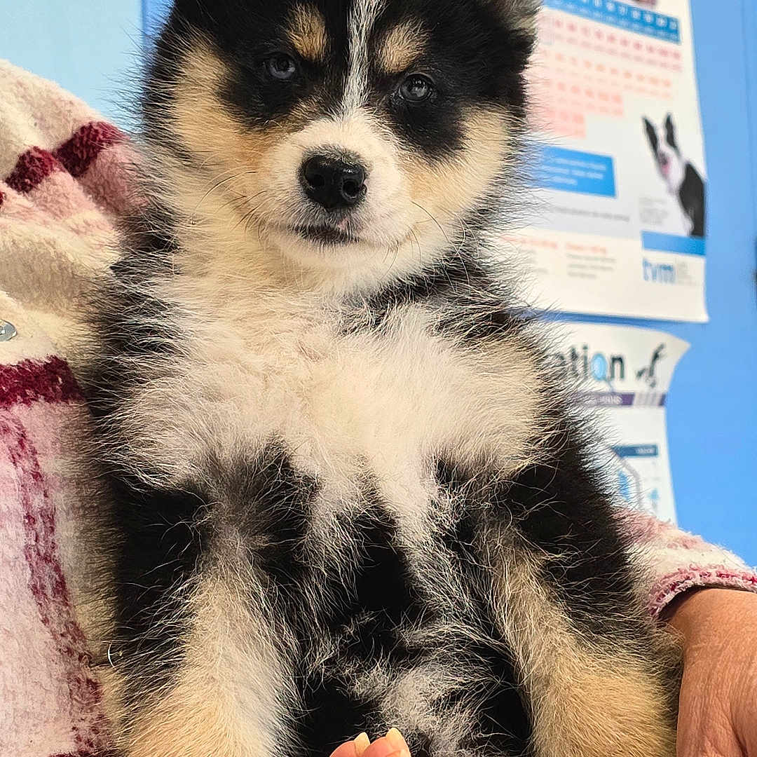 Wendy a rejoint le concours — aidez-le/la à gagner de superbes lots ! animal, bodypart, canine, cat, cockerspaniel, doctor, dog, eskimodog, finger, hand, husky, indoors, interiordesign, kitten, person, pet, puppy, snout, veterinarian, wrist