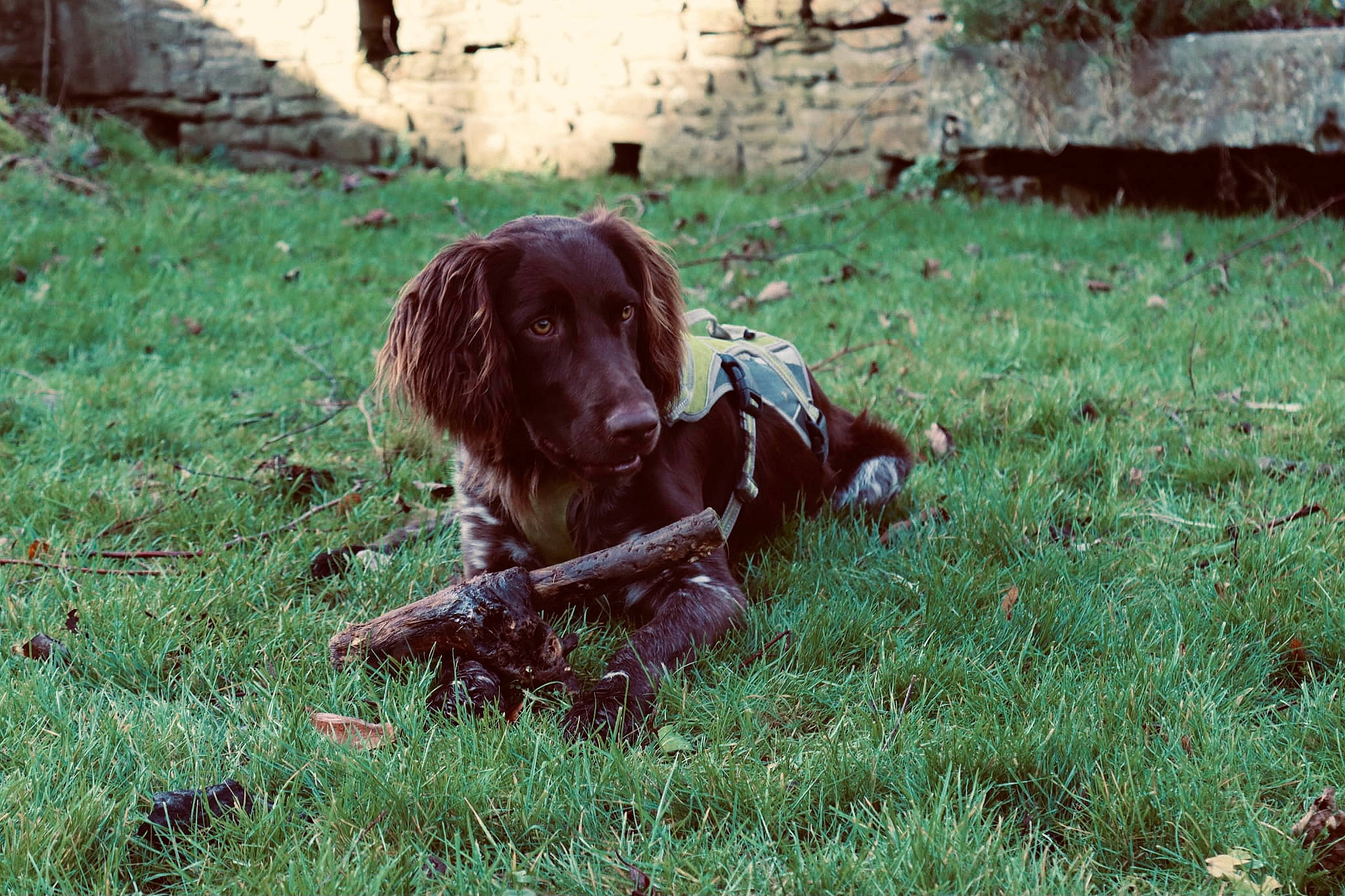 Rio a rejoint le concours — aidez-le/la à gagner de superbes lots ! brick, canidae, carnivore, cocker_spaniel, companion_dog, dog, dog_breed, fawn, grass, groundcover, gun_dog, liver, plant, pointing_breed, retriever, spaniel, sporting_group, tail, tree, working_animal