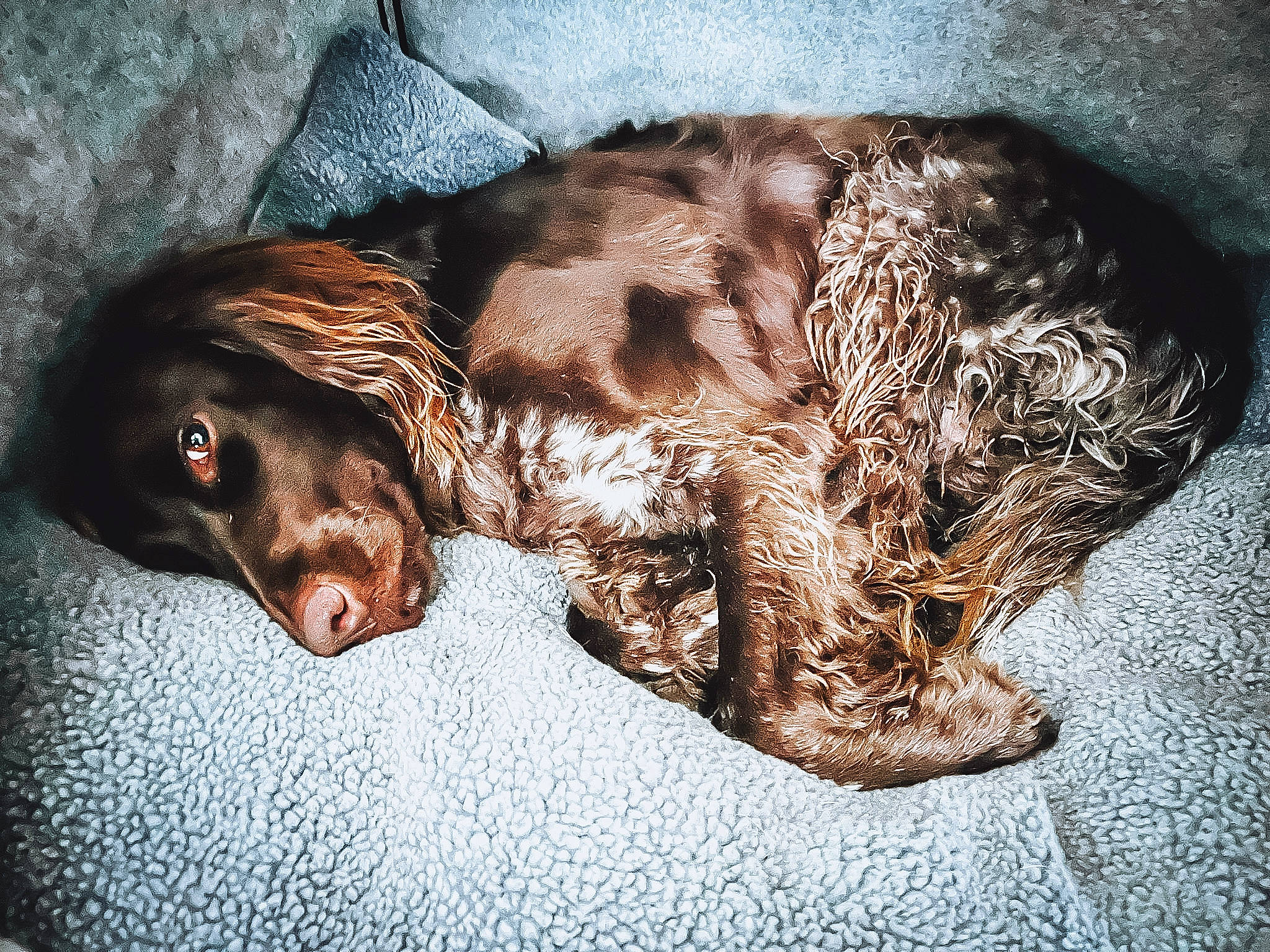 Rio participe au concours pour gagner de l'argent avec cette photo : canidae, carnivore, claw, companion_dog, dog, dog_breed, fur, gun_dog, hunting_dog, liver, pet_supply, puppy, spaniel, sporting_group, terrestrial_animal, whiskers, working_animal, wrinkle