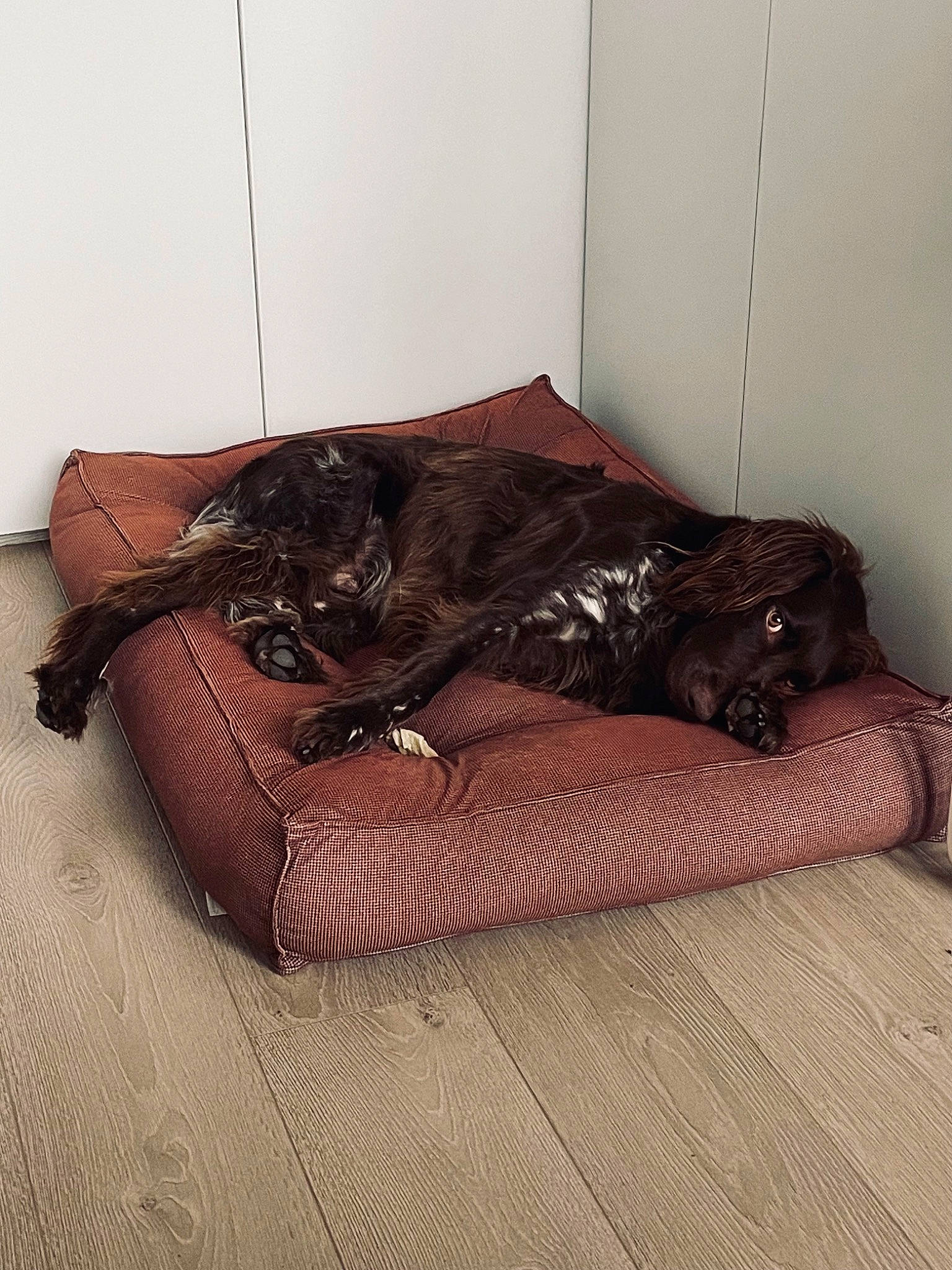 Rio a rejoint le concours — aidez-le/la à gagner de superbes lots ! brown, carnivore, comfort, companion_dog, couch, dog, dog_breed, fawn, flooring, fur, hardwood, liver, room, sitting, sofa_bed, sporting_group, studio_couch, tints_and_shades, wood, working_animal