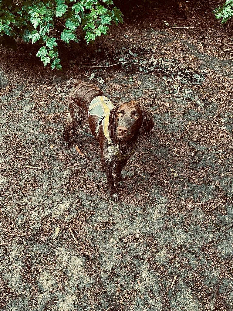 Rio a rejoint le concours — aidez-le/la à gagner de superbes lots ! asphalt, canidae, carnivore, dog, dog_breed, fawn, grass, landscape, liver, plant, road_surface, shadow, snout, soil, sporting_group, tail, terrestrial_animal, tints_and_shades, wood, working_animal