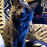 Blueberry is registered to the contest to win money with this photo: cat, gray_cat, pet, animal, indoor, blanket, furniture, bell_collar, whiskers, ears, eyes, fur, cozy, curious, sitting, closeup, domestic_cat, household, soft_lighting, patterned_blanket