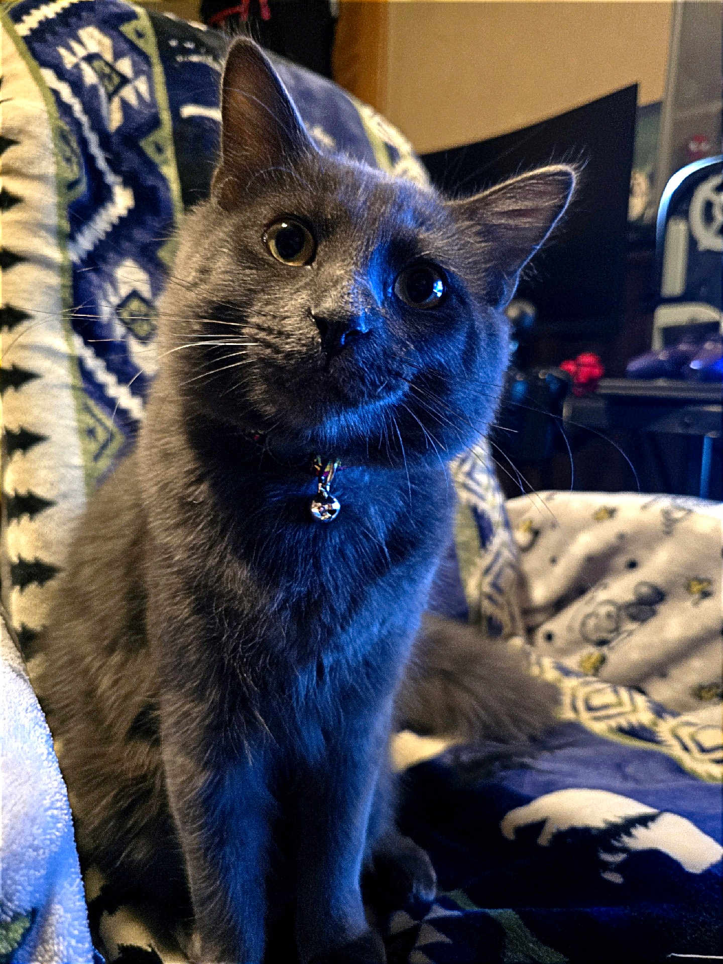 Blueberry is registered to the contest to win money with this photo: cat, gray_cat, pet, animal, indoor, blanket, furniture, bell_collar, whiskers, ears, eyes, fur, cozy, curious, sitting, closeup, domestic_cat, household, soft_lighting, patterned_blanket