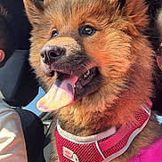 Bella participe au concours pour gagner de l'argent avec cette photo : dog, fluffy, tongue_out, car_interior, red_harness, sunlight, pet, happy, closeup, canine, furry, seat, window, person_partial, animal, companion, portrait, brown_fur, domestic_animal, vehicle