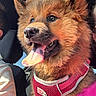 dog, fluffy, tongue_out, car_interior, red_harness, sunlight, pet, happy, closeup, canine, furry, seat, window, person_partial, animal, companion, portrait, brown_fur, domestic_animal, vehicle