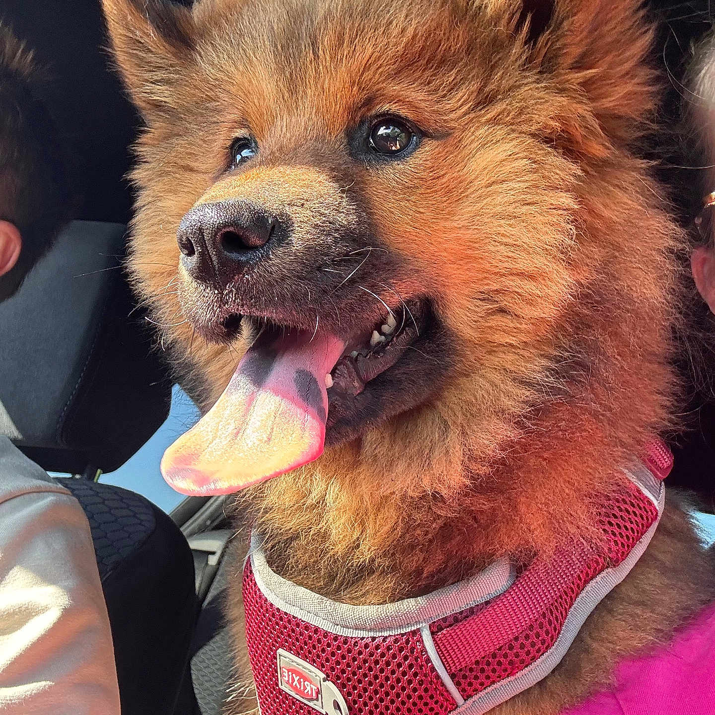 Bella