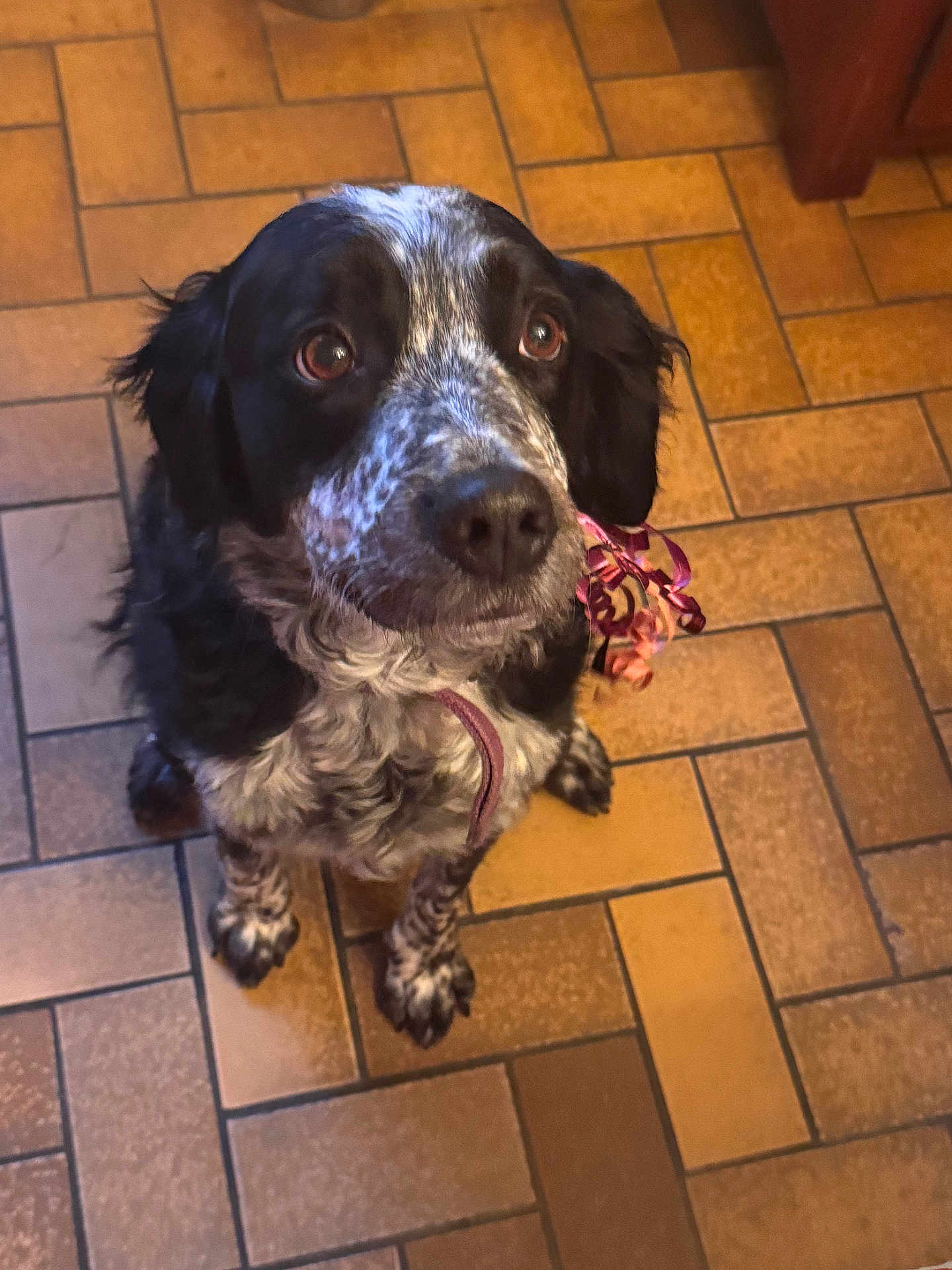 Belle participe au concours pour gagner de l'argent avec cette photo : dog, pet, indoor, floor, tile, black, white, speckled, ribbon, animal, cute, looking_up, ears, fur, mammal, companion, domestic, portrait, sitting, waiting