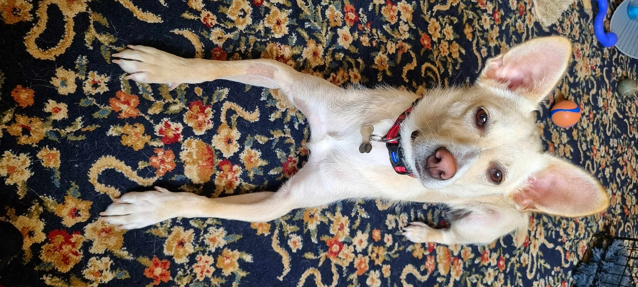 Frankie