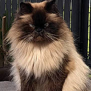 Loulou participe au concours pour gagner de l'argent avec cette photo : cat, himalayan_cat, fluffy, feline, pet, animal, outdoor, chair, gray_chair, fur, whiskers, face, sitting, portrait, serious, pet_animal, domestic_cat, fence, nature, relax