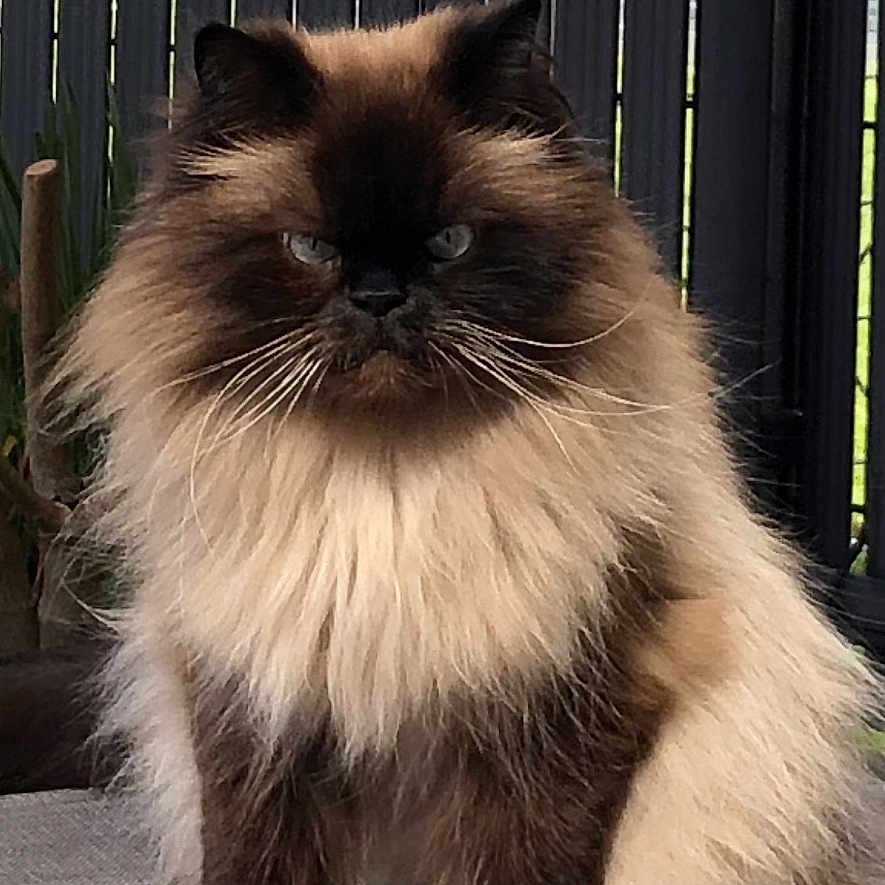 Loulou participe au concours pour gagner de l'argent avec cette photo : animal, cat, chair, domestic_cat, face, feline, fence, fluffy, fur, gray_chair, himalayan_cat, nature, outdoor, pet, pet_animal, portrait, relax, serious, sitting, whiskers