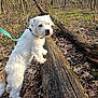 Buck joined the competition — help win amazing prizes! accessories, animal, canine, dog, grass, grove, land, nature, outdoors, pet, plant, puppy, soil, strap, terrier, tree, vegetation, whitedog, wood, woodland