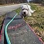 Buck is registered to the contest to win money with this photo: accessories, animal, canine, dog, eskimodog, grass, leash, machine, outdoors, path, pet, plant, puppy, rope, sidewalk, slate, strap, terrier, walkway, whitedog