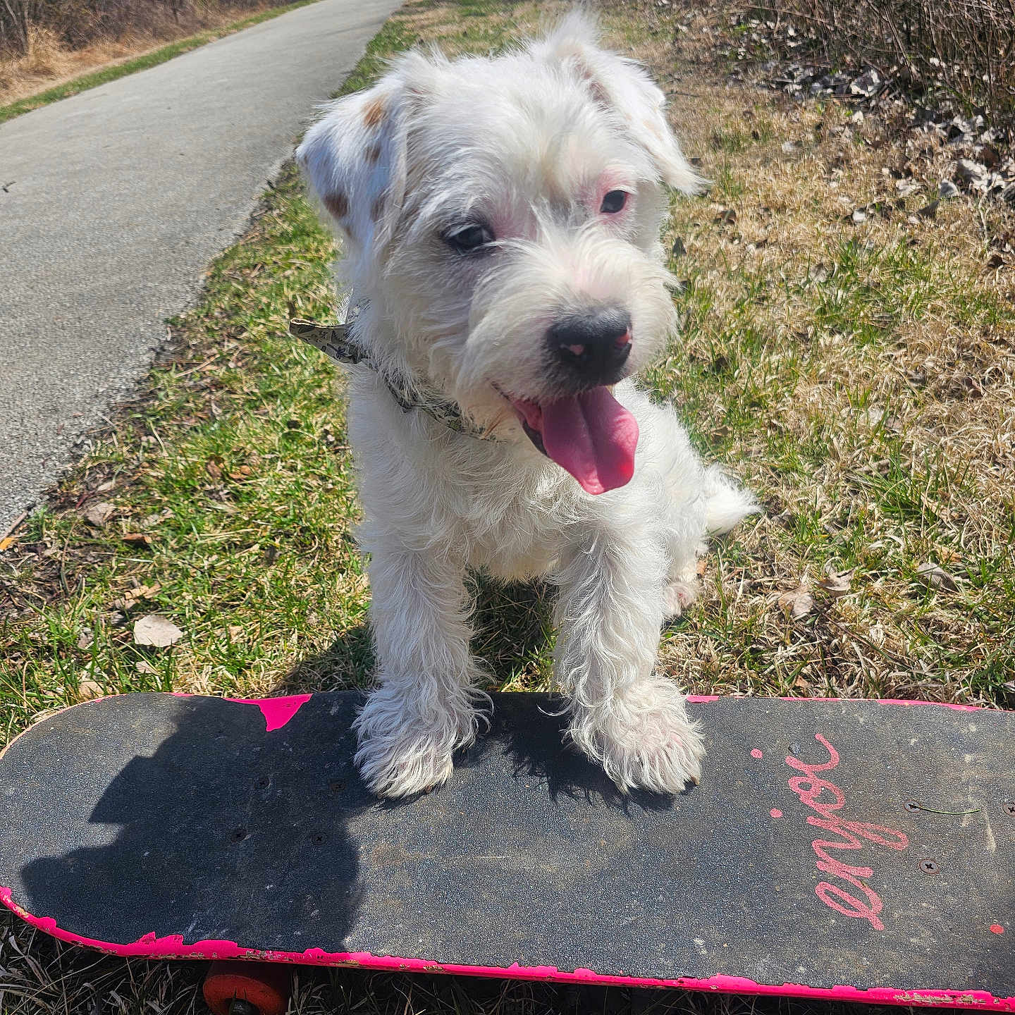 Buck joined the competition — help win amazing prizes! accessories, animal, canine, dog, grass, machine, path, pet, plant, puppy, road, sidewalk, skateboard, slate, spoke, strap, tarmac, terrier, walkway, whitedog