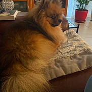 Simba participe au concours pour gagner de l'argent avec cette photo : dog, pomeranian, fluffy, couch, blanket, living_room, plant, wooden_cabinet, television, book, decor, indoor, pet, fur, cozy, relaxing, home, furniture, animal, companion