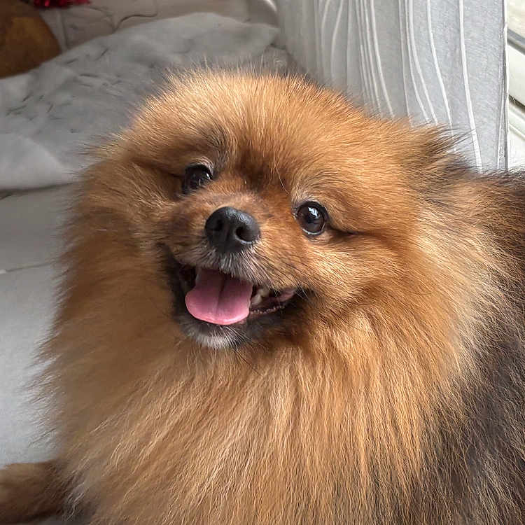 Simba participe au concours pour gagner de l'argent avec cette photo : animal, christmas_tree, companion, curtain, cute, decorations, dog, domestic, fluffy, fur, happy, indoor, pet, pomeranian, relaxed, small_dog, smiling, tile_floor, tongue_out, window