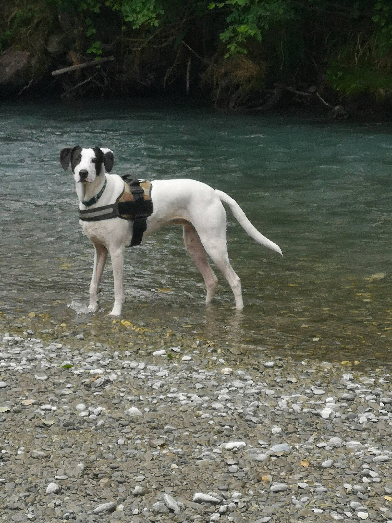 Kiara a rejoint le concours — aidez-le/la à gagner de superbes lots ! canidae, carnivore, collar, companion_dog, dog, dog_breed, dog_collar, dog_supply, fawn, grass, pet_supply, plant, rampur_greyhound, snout, sporting_group, tail, terrestrial_animal, tree, water, working_animal