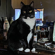 Sneezer joined the competition — help win amazing prizes! cat, tuxedo_cat, black_and_white, pet, indoor, furniture, dresser, mirror, reflection, bottle, watch, clutter, personal_items, yellow_eyes, whiskers, paws, tabletop, room, household, still_life