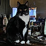 cat, tuxedo_cat, black_and_white, pet, indoor, furniture, dresser, mirror, reflection, bottle, watch, clutter, personal_items, yellow_eyes, whiskers, paws, tabletop, room, household, still_life