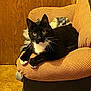 alert, animal, armchair, black_and_white, cat, checkered_pattern, comfortable, cozy, curious, domestic, feline, fur, furniture, home, indoor, paws, pet, resting, whiskers, wooden_wall