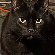 Midnight Smith is registered to the contest to win money with this photo: black_cat, cat, animal, pet, yellow_eyes, whiskers, ears, fur, indoor, cable, orange_cable, floor, curious, portrait, closeup, mammal, feline, looking, face, intense