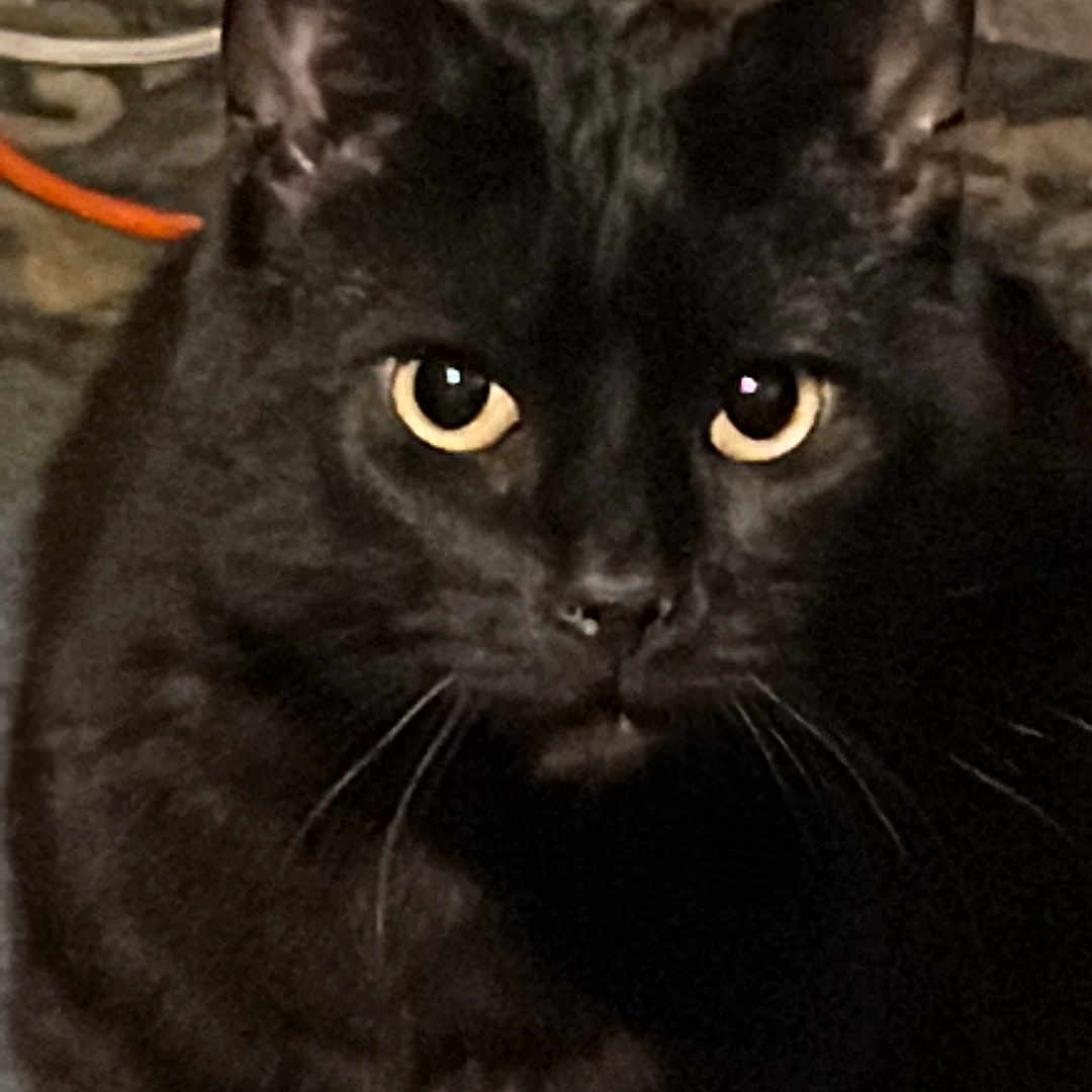 Midnight Smith is registered to the contest to win money with this photo: animal, black_cat, cable, cat, closeup, curious, ears, face, feline, floor, fur, indoor, intense, looking, mammal, orange_cable, pet, portrait, whiskers, yellow_eyes