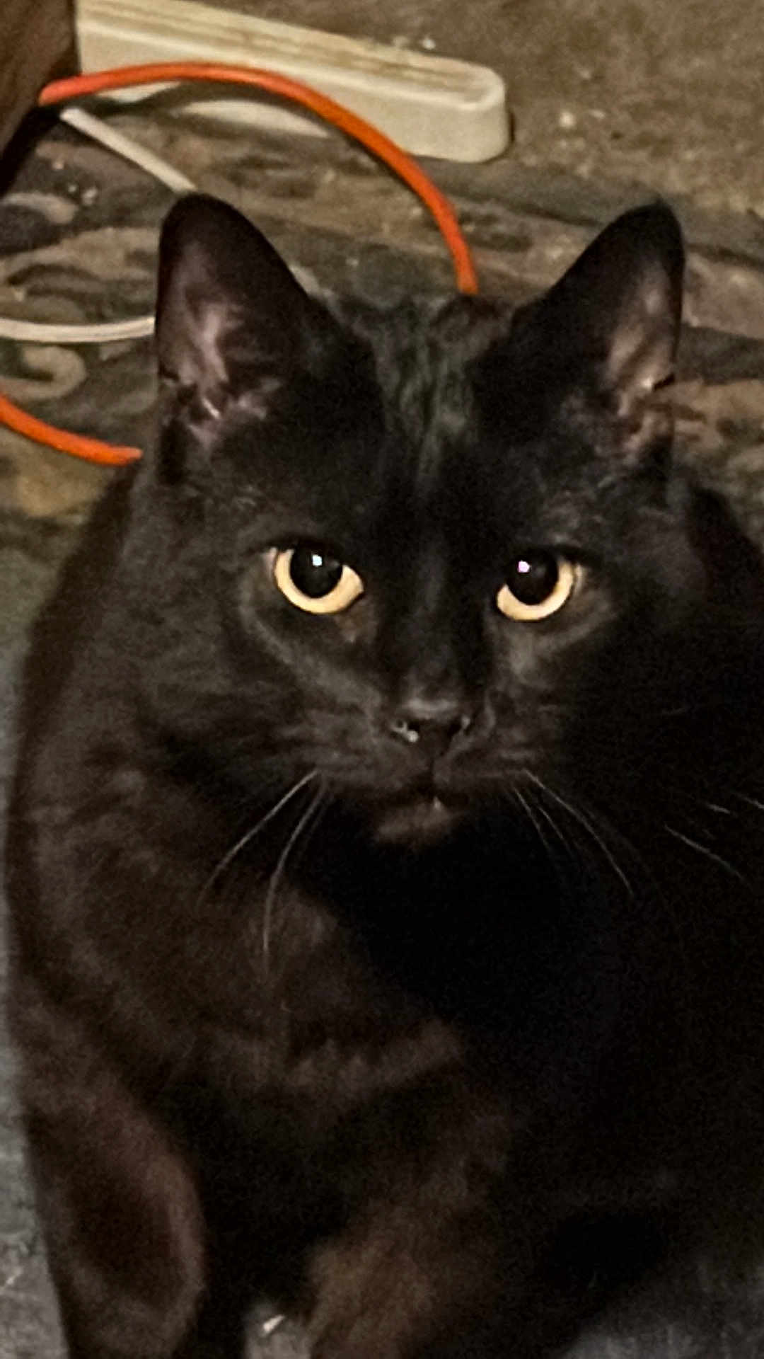 Midnight Smith is registered to the contest to win money with this photo: black_cat, cat, animal, pet, yellow_eyes, whiskers, ears, fur, indoor, cable, orange_cable, floor, curious, portrait, closeup, mammal, feline, looking, face, intense