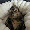 Bahia participe au concours pour gagner de l'argent avec cette photo : kitten, cat, sleeping, tabby, paw, fur, cozy, blanket, plush, cute, nap, resting, pet, animal, indoor, soft, relaxation, comfort, feline, young