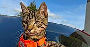 Bahia participe au concours pour gagner de l'argent avec cette photo : cat, tabby, orange_harness, leash, car, red_car, sky, clouds, outdoor, pet, animal, whiskers, fur, ears, eyes, nature, sunlight, reflection, vehicle, curious