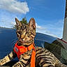 cat, tabby, orange_harness, leash, car, red_car, sky, clouds, outdoor, pet, animal, whiskers, fur, ears, eyes, nature, sunlight, reflection, vehicle, curious