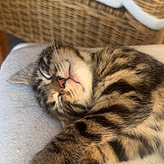 Bahia a rejoint le concours — aidez-le/la à gagner de superbes lots ! cat, kitten, sleeping, tabby, paw, furry, cute, resting, indoor, cushion, woven_chair, furniture, cozy, pet, animal, closeup, relaxed, soft, whiskers, nap