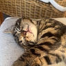cat, kitten, sleeping, tabby, paw, furry, cute, resting, indoor, cushion, woven_chair, furniture, cozy, pet, animal, closeup, relaxed, soft, whiskers, nap
