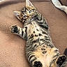 Bahia a rejoint le concours — aidez-le/la à gagner de superbes lots ! kitten, tabby, cat, feline, pet, animal, cute, playful, paw, fur, striped, spotted, lying_down, blanket, soft, resting, indoor, young, small, adorable