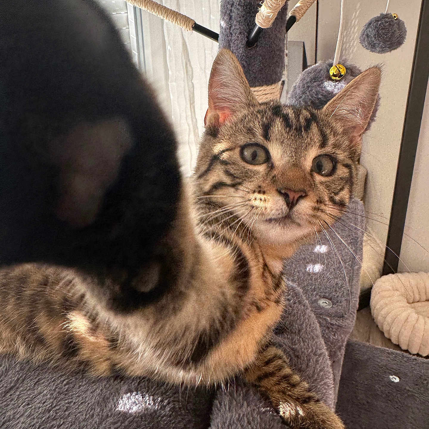 Bahia participe au concours pour gagner de l'argent avec cette photo : cat, tabby_cat, paw, selfie_pose, cat_tree, toy, fuzzy_toy, window, natural_light, curious, pet, indoor, feline, whiskers, ears, fur, close_up, relaxing, home, playful