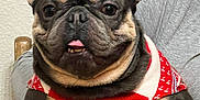 Ceeno is registered to the contest to win money with this photo: dog, french_bulldog, sweater, pet, cute, indoor, person, hand, holding, tongue_out, black_and_tan, small_dog, portrait, animal, companion, friendly, domestic, face, ears, furniture