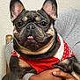 dog, french_bulldog, sweater, pet, cute, indoor, person, hand, holding, tongue_out, black_and_tan, small_dog, portrait, animal, companion, friendly, domestic, face, ears, furniture